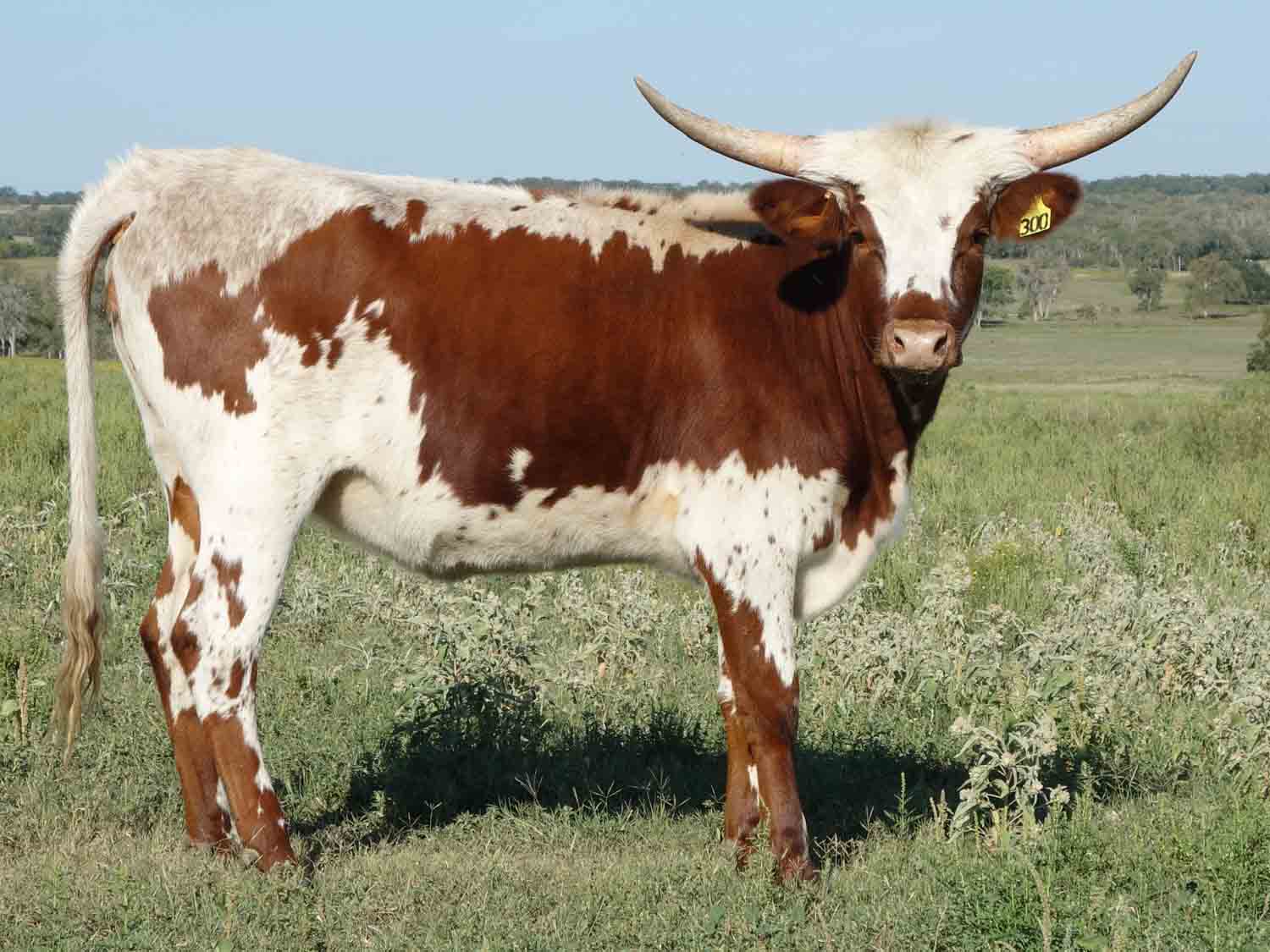 happy trails rocking cow